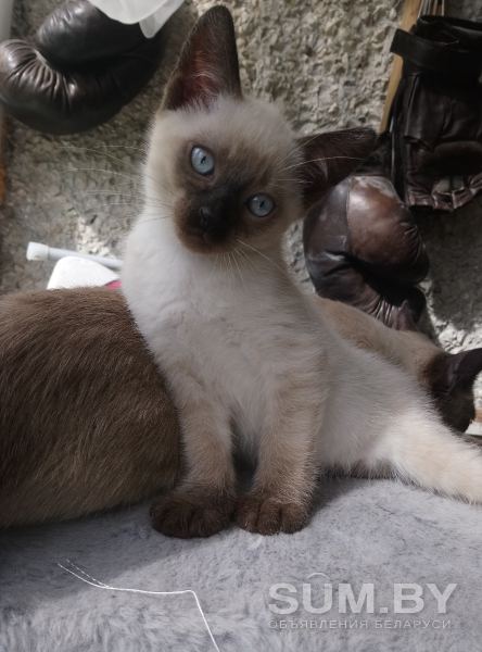 Сиамский котенок объявление Продам уменьшенное изображение 