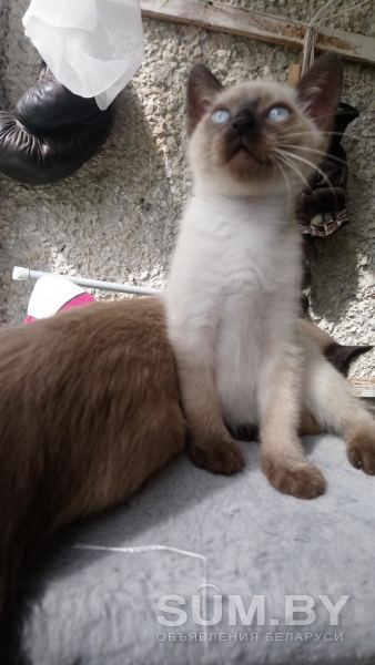 Сиамский котенок объявление Продам уменьшенное изображение 