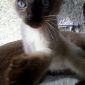 Сиамский котенок объявление Продам уменьшенное изображение 3