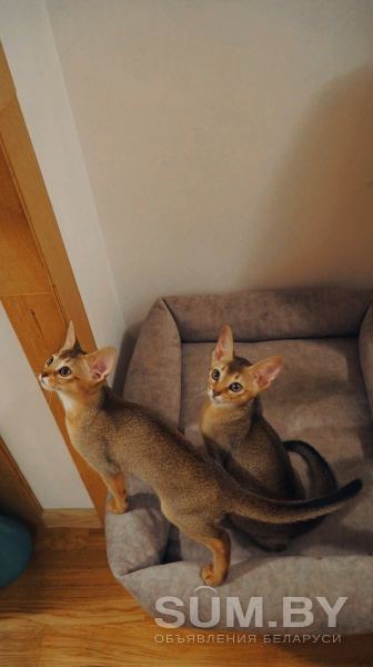 Абиссинские котята объявление Продам уменьшенное изображение 