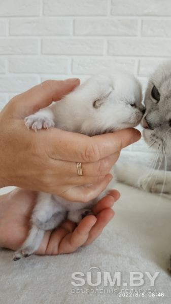 Котенок (девочка) британская короткошерстная объявление Продам уменьшенное изображение 