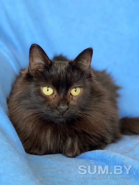 Кошка ТАМИЛА – жгучая брюнетка объявление Отдам даром уменьшенное изображение 
