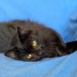 Кошка ТАМИЛА – жгучая брюнетка объявление Отдам даром уменьшенное изображение 2