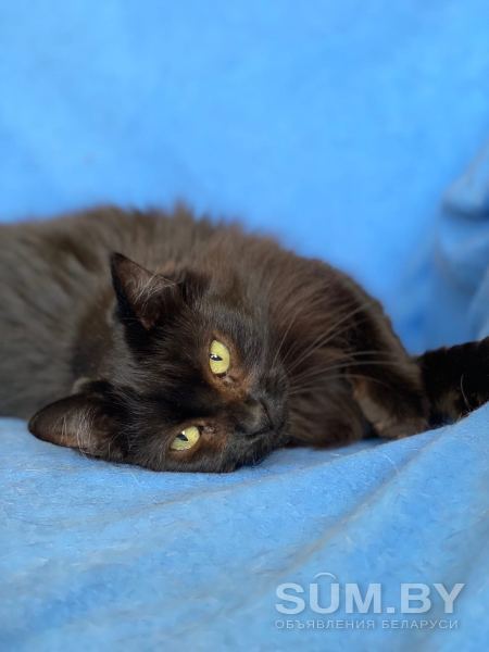 Кошка ТАМИЛА – жгучая брюнетка объявление Отдам даром уменьшенное изображение 