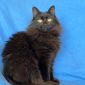 Кошка ТАМИЛА – жгучая брюнетка объявление Отдам даром уменьшенное изображение 3