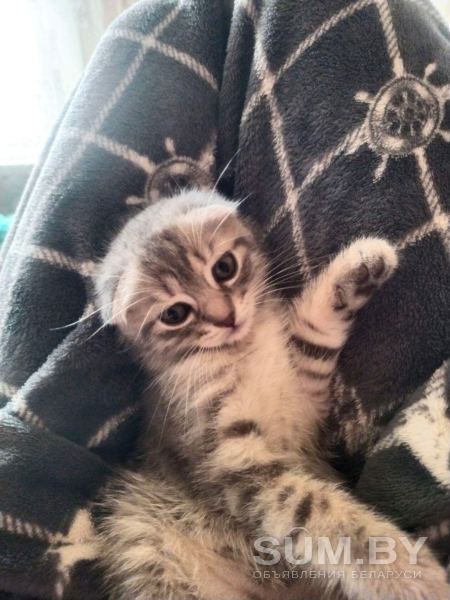 Продам шатландская вислоухая кошка объявление Продам уменьшенное изображение 