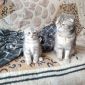 Продам шатландская вислоухая кошка объявление Продам уменьшенное изображение 2