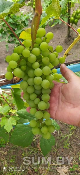 Саженцы винограда объявление Продам уменьшенное изображение 