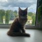 Котик Мейн-кун объявление Продам уменьшенное изображение 4