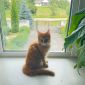 Котик Мейн-кун объявление Продам уменьшенное изображение 5