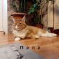 Котик Мейн-кун объявление Продам уменьшенное изображение 6