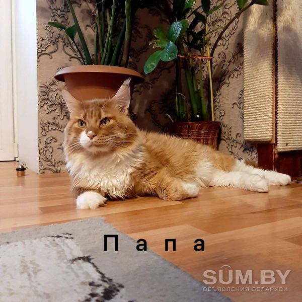 Котик Мейн-кун объявление Продам уменьшенное изображение 