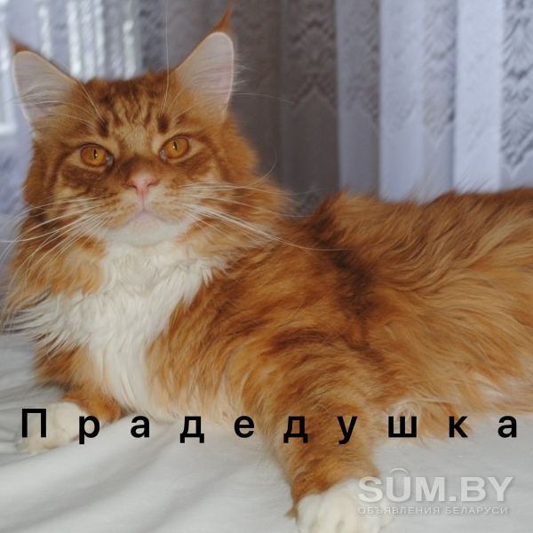 Котик Мейн-кун объявление Продам уменьшенное изображение 
