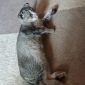 Шотландский вислоухий котенок объявление Продам уменьшенное изображение 1