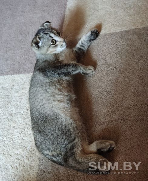 Шотландский вислоухий котенок объявление Продам уменьшенное изображение 
