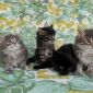 Котята Мейн-Кун объявление Продам уменьшенное изображение 1
