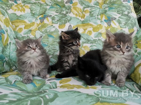 Котята Мейн-Кун объявление Продам уменьшенное изображение 