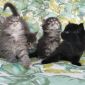 Котята Мейн-Кун объявление Продам уменьшенное изображение 2