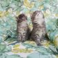 Котята Мейн-Кун объявление Продам уменьшенное изображение 4