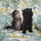 Котята Мейн-Кун объявление Продам уменьшенное изображение 3