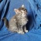 Котята Мейн-Кун объявление Продам уменьшенное изображение 6