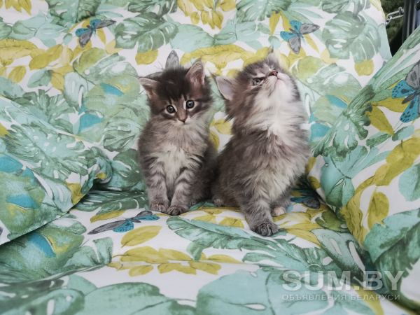 Котята Мейн-Кун объявление Продам уменьшенное изображение 