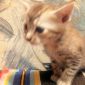 Шотландские Вислоухие Котята объявление Продам уменьшенное изображение 2