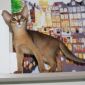 Абиссинские котята объявление Продам уменьшенное изображение 1