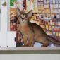 Абиссинские котята объявление Продам уменьшенное изображение 2