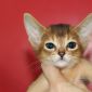 Абиссинские котята объявление Продам уменьшенное изображение 6