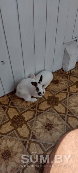 Гермелин кролик объявление Продам уменьшенное изображение 