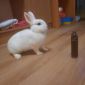 Гермелин кролик объявление Продам уменьшенное изображение 2