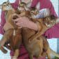 Продам абиссинских котят объявление Продам уменьшенное изображение 1