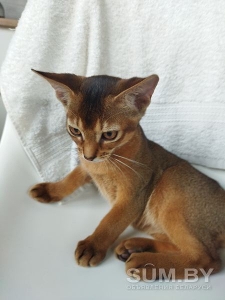 Продам абиссинских котят объявление Продам уменьшенное изображение 
