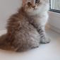 Британские длиношерстные котята объявление Продам уменьшенное изображение 4