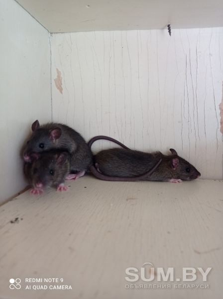 Крысята объявление Продам уменьшенное изображение 